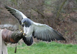 Eary falconry birds of prey displays